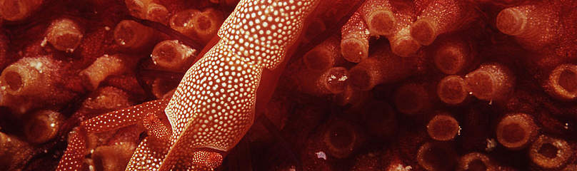 This shrimp lives symbiotically with it's host sea cucumber (or Beche de mer) Sea cucumbers also ...
© Cat Holloway / WWF
© Cat Holloway / WWF