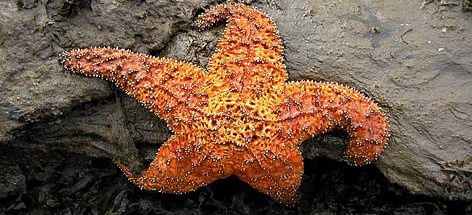 Ochre sea star (Pisaster ochraceus).
© James CASEY rel=