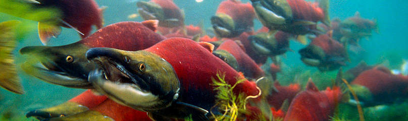 Sockeye salmons (Oncorhynchus nerka), adults migrating up to spawn. B.C. Canada.
© WWF / ROGGO, Michel
© WWF / ROGGO, Michel
