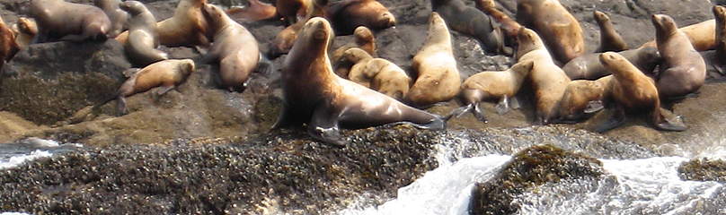 Sea Lions, Haida Gwaii.
© Jennifer RICE
© Jennifer RICE