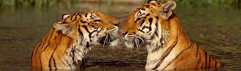 Tigres
© Martin Harvey / WWF
© Martin Harvey / WWF