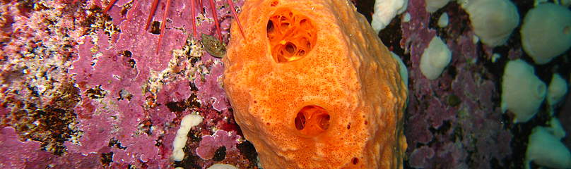 Sponge
© Jennifer Rice marine invetebrates
© Jennifer Rice