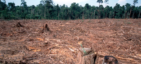 Illegal logging for paper industry and forest clearing
© Alain Compost / WWF rel=