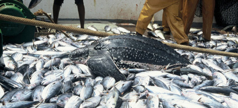 By-catch of Leatherback turtle
© Hélène Petit / WWF rel=