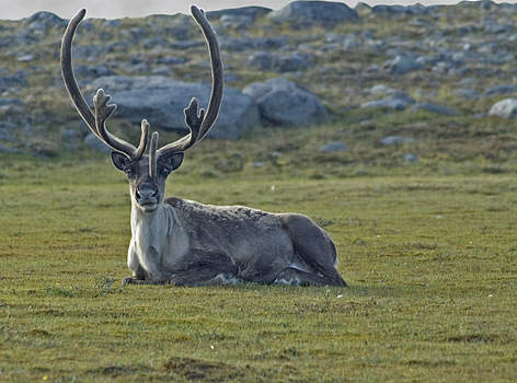 A barren-ground Caribou (Rangifer tarandus) near Chantrey Inlet on the Back River, Northwest ...
© Jeremy HARRISON / WWF-Canada rel=