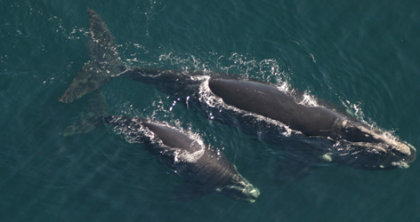 Northern right whale mother and calf
© PCCS/PCCS-NOAA permit 633-1763 / WWF-Canada rel=
