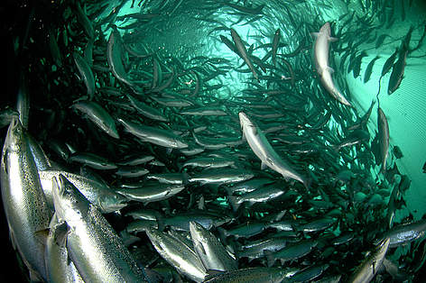 Saumon de l’Atlantique (Salmo salar) dans une ferme piscicole à Ryfylke, en Norvège.
© Erling Svensen / WWF rel=