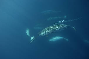 Male Narwhal (Monodon monoceros) gathering en masse to eat cod in the spring at the Arctic Bay floe ...
© Paul Nicklen/National Geographic Stock / WWF-Canada
© Paul Nicklen/National Geographic Stock / WWF-Canada
