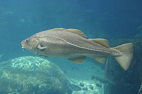 Atlantic cod (Gadus morhua)
© J. D. Taylor / WWF-Canada
© J. D. Taylor / WWF-Canada