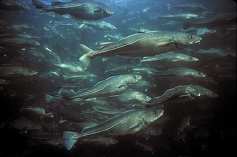 Atlantic cod (Gadus morhua) aquaculture, Newfoundland, Canada
© Gilbert Van Ryckevorsel / WWF-Canada rel=