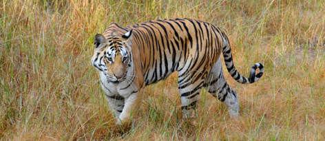 Tigresse
© Tim Stewart / WWF-Canada rel=