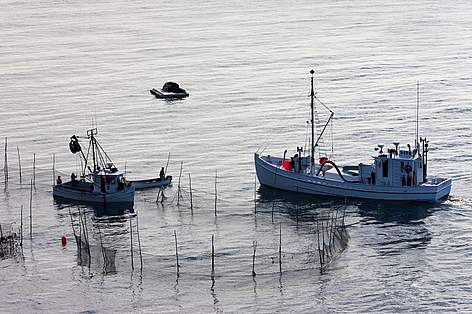 Bateaux de pêche récoltant le hareng de l’Atlantique dans une fascine fixe, au large de l’île Grand ...
© Barrett&MacKay / WWF-Canada rel=