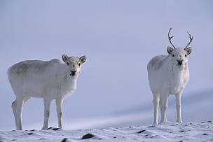 Two young Peary caribou (Rangifer tarandus pearyi), Ellesmere Island, Nunavut, Canada.
© Paul Nicklen/National Geographic Stock / WWF-Canada
© Paul Nicklen/National Geographic Stock / WWF-Canada