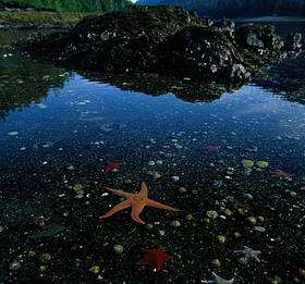 Low tide reveals sea stars (Asteroidea sp) in a marine landscape in Burnaby Narrows, Gwaii Haanas ...
© National Geographic Stock/Raymond Gehman / WWF-Canada
© National Geographic Stock/Raymond Gehman / WWF-Canada