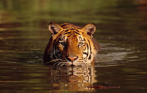 Tiger
© Martin Harvey / WWF rel=