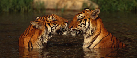 Tigers
© Martin Harvey / WWF rel=