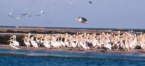 Banc d'Arguin National Park - Flock of Great white pelicans (Pelecanus onocrotalus) along the ...
© Jacques Trotignon / WWF rel=