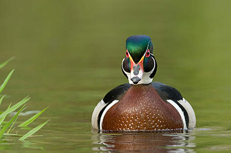 2009 Photo Contest - Wood Duck
© Carole Piche-Blachas / WWF-Canada rel=